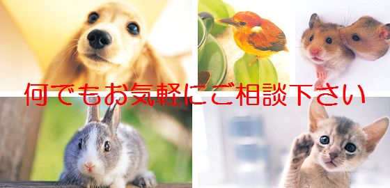 茗荷谷の獣医なら小石川動物病院